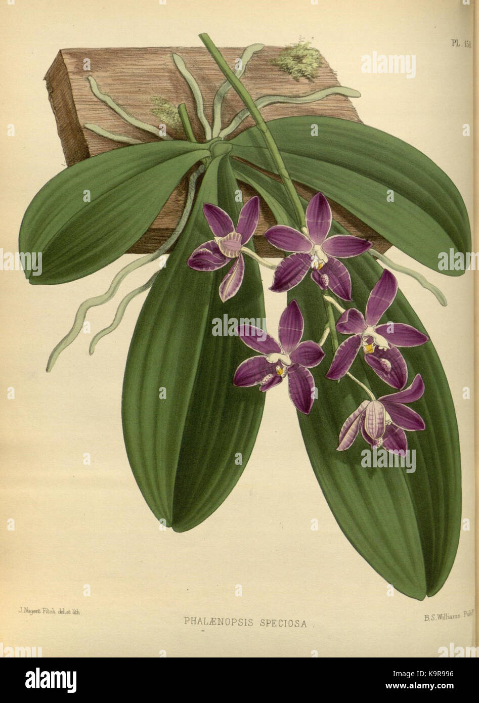 R. Warner & B. SC. Williams l'Orchid Album volume 04 (1885) 158 plaque Banque D'Images