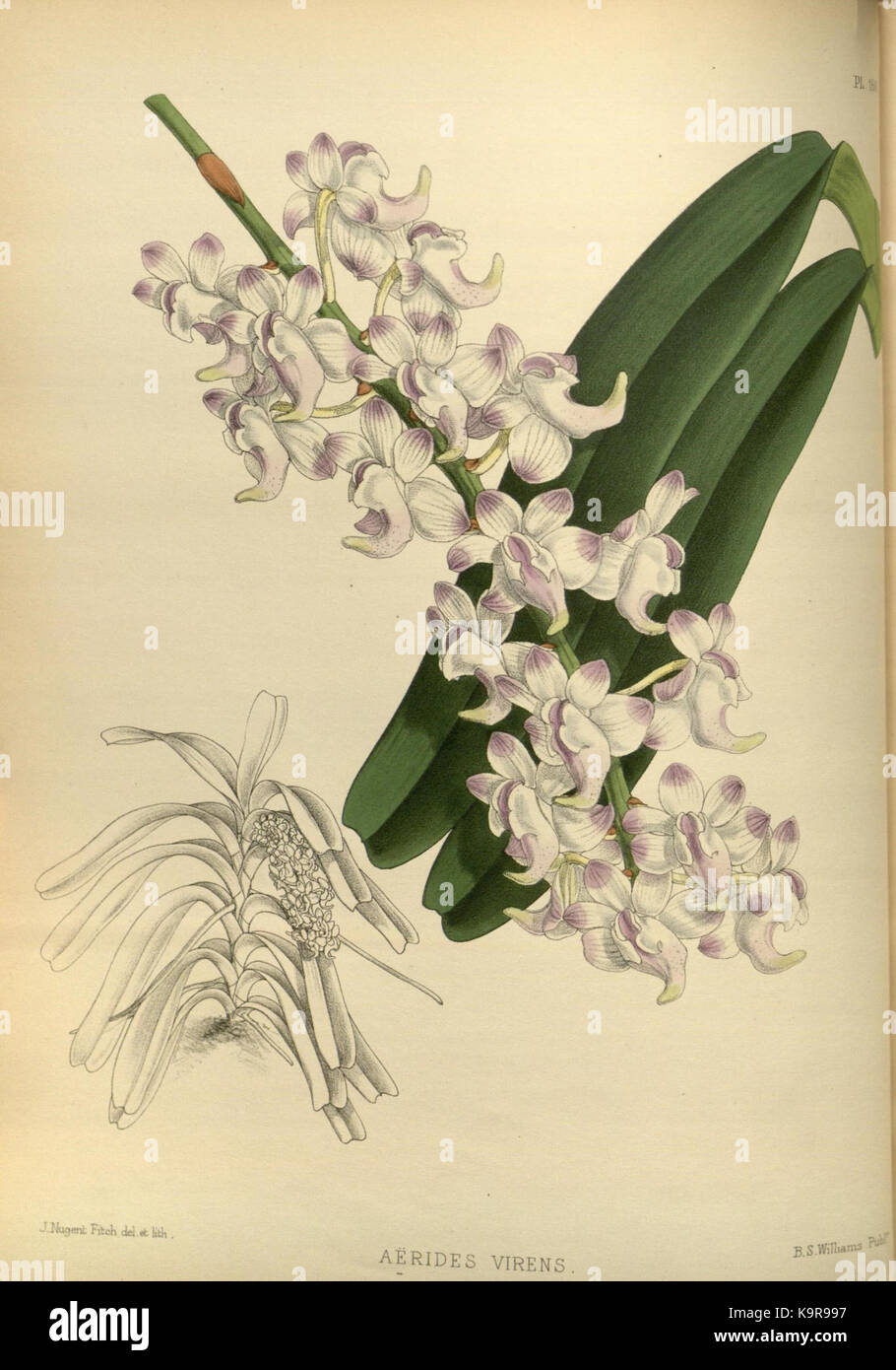 R. Warner & B. SC. Williams l'Orchid Album volume 04 (1885) 160 plaque Banque D'Images