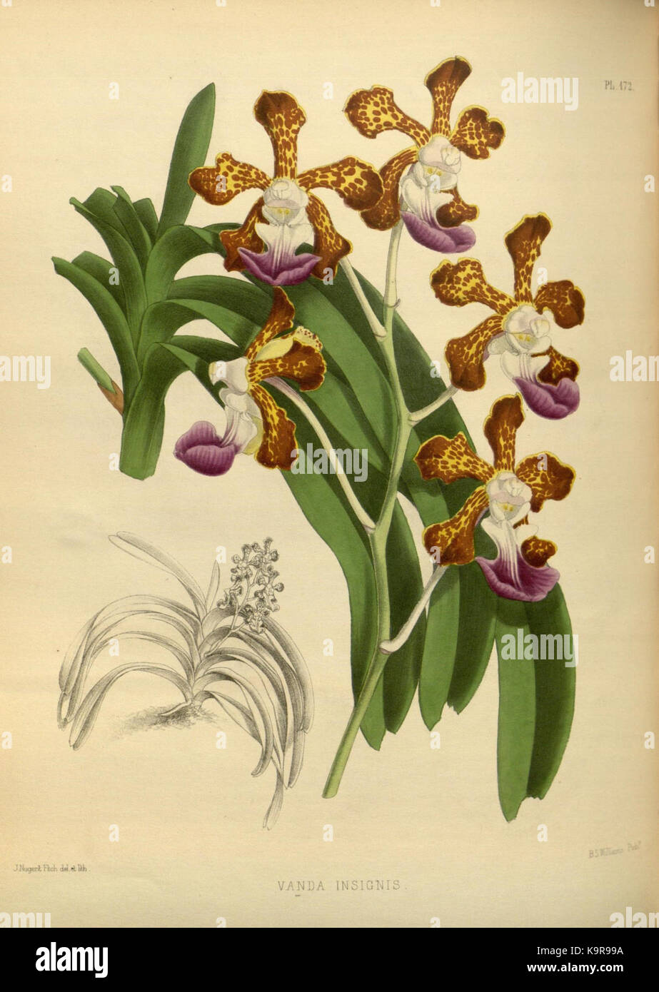 R. Warner & B. SC. Williams l'Orchid Album volume 04 (1885) 172 plaque Banque D'Images