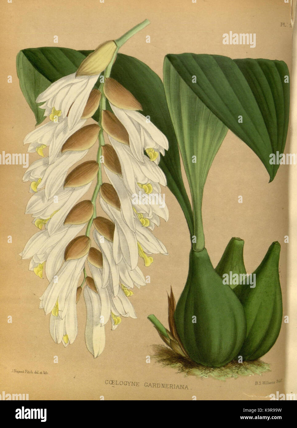 R. Warner & B. SC. Williams l'Orchid Album volume 04 (1885) 153 plaque Banque D'Images