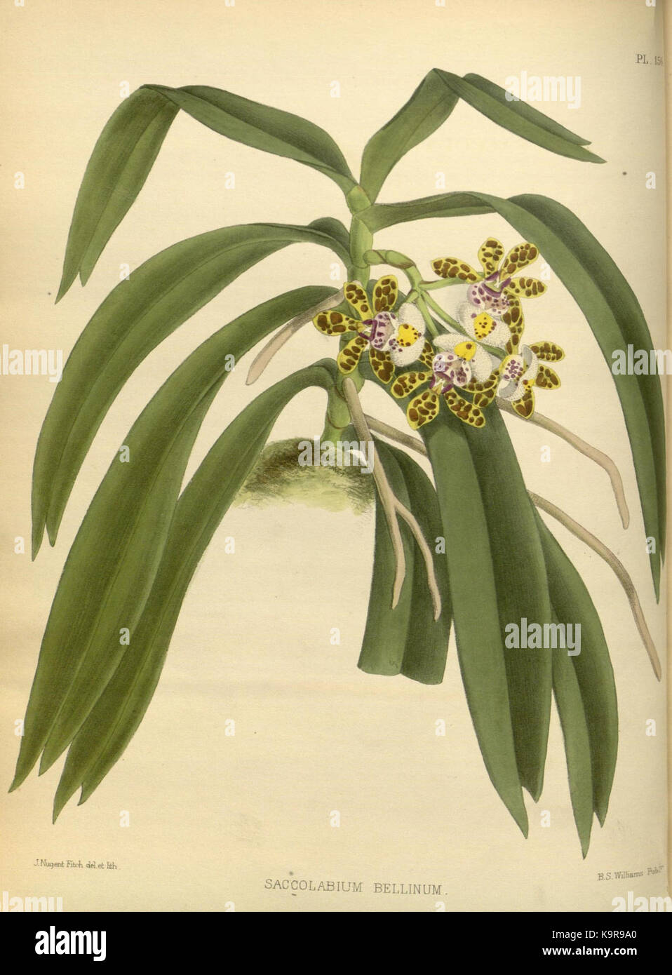 'The Orchid album', volume 04, planche 156, est une illustration botanique historique mettant en valeur la famille des Orchidaceae. L'œuvre est conservée dans la bibliothèque du Missouri Botanical Garden et fait partie de publications périodiques. Banque D'Images