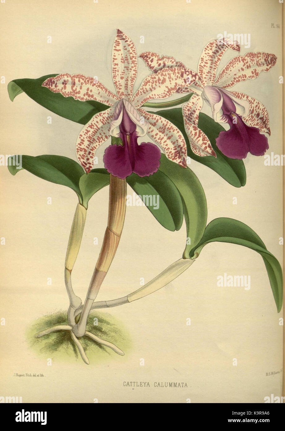 R. Warner & B. SC. Williams l'Orchid Album volume 04 (1885) 166 plaque Banque D'Images