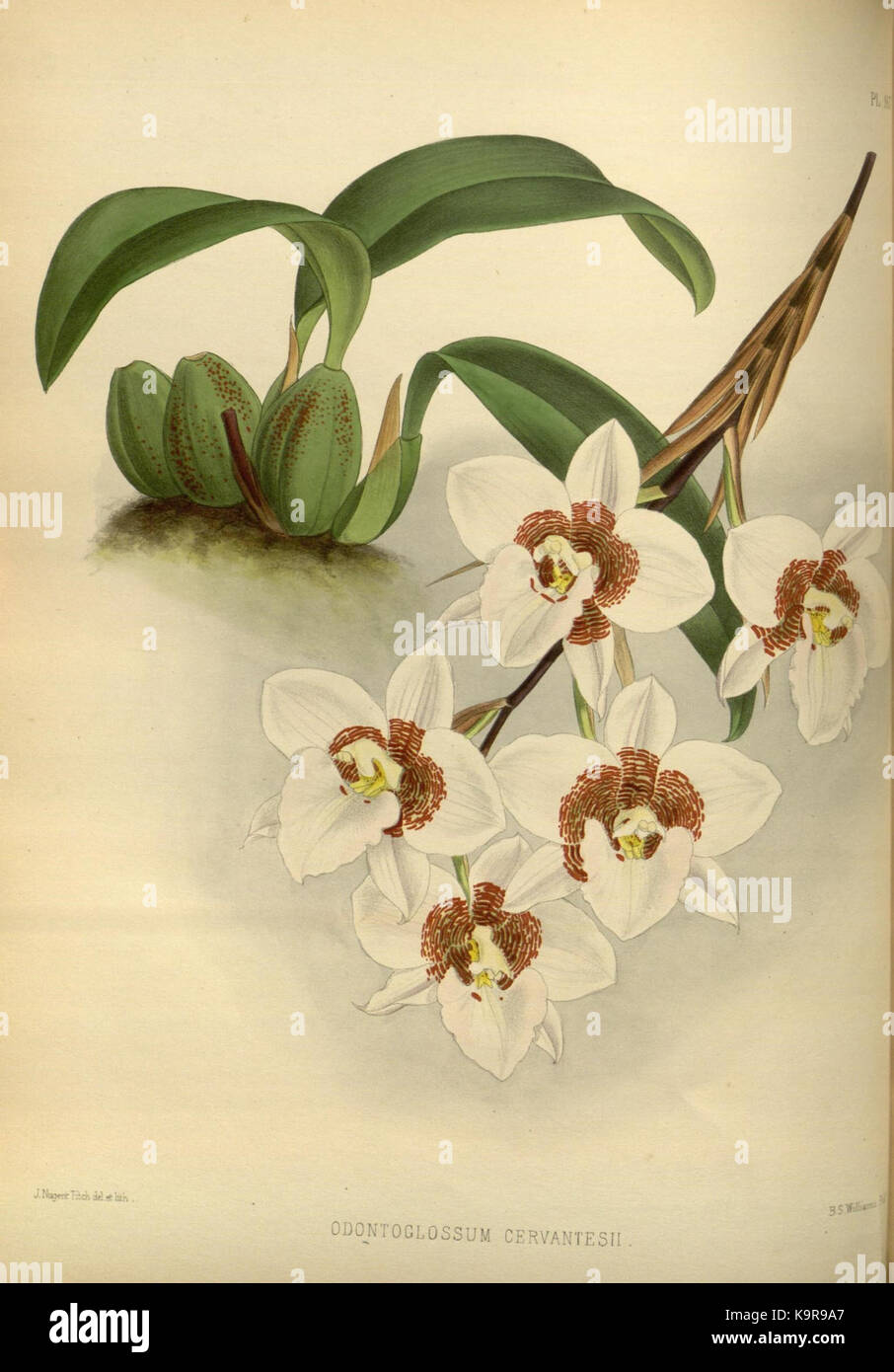 R. Warner & B. SC. Williams l'Orchid Album volume 04 (1885) 167 plaque Banque D'Images