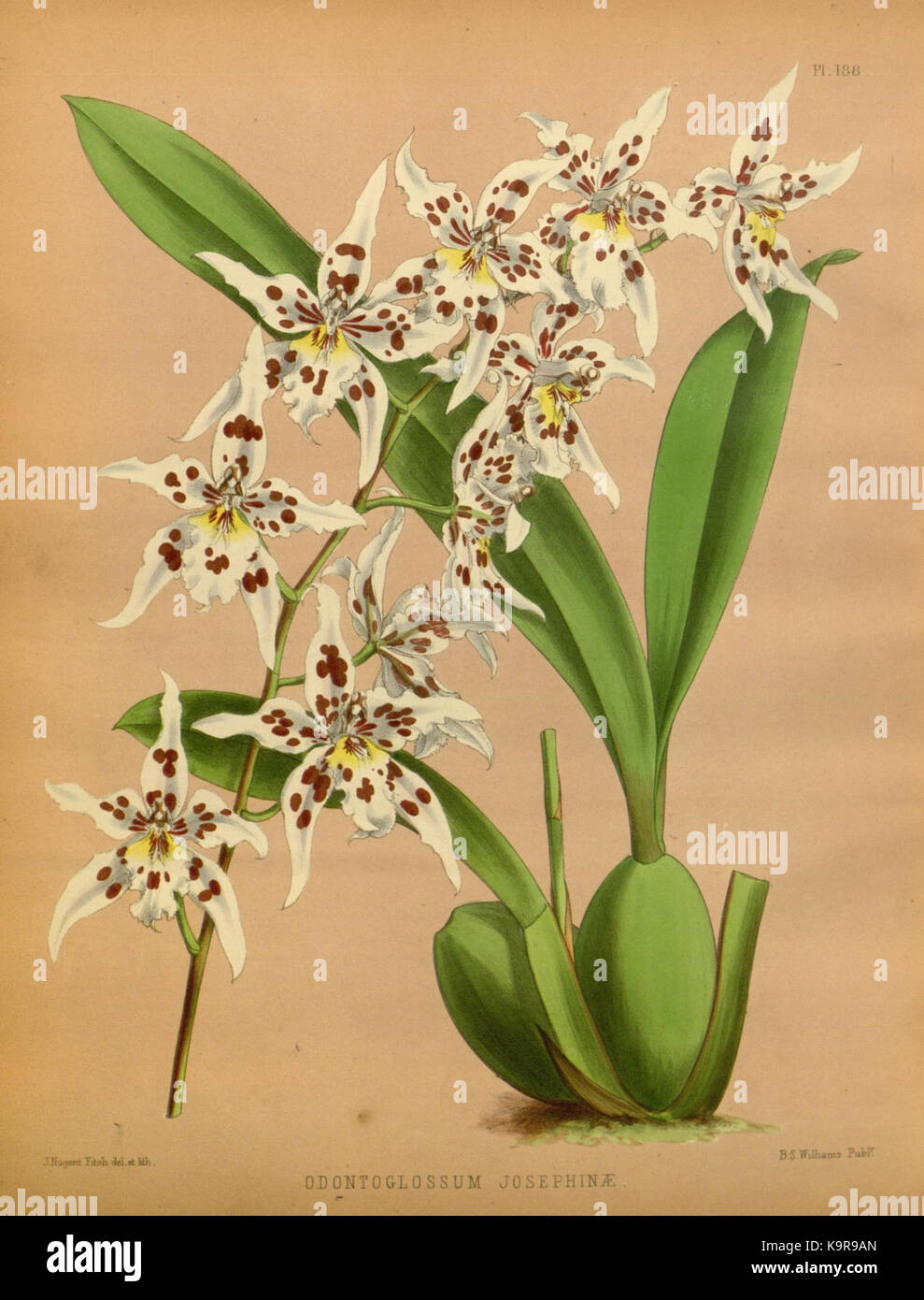 R. Warner & B. SC. Williams l'Orchid Album volume 04 (1885) 188 plaque Banque D'Images