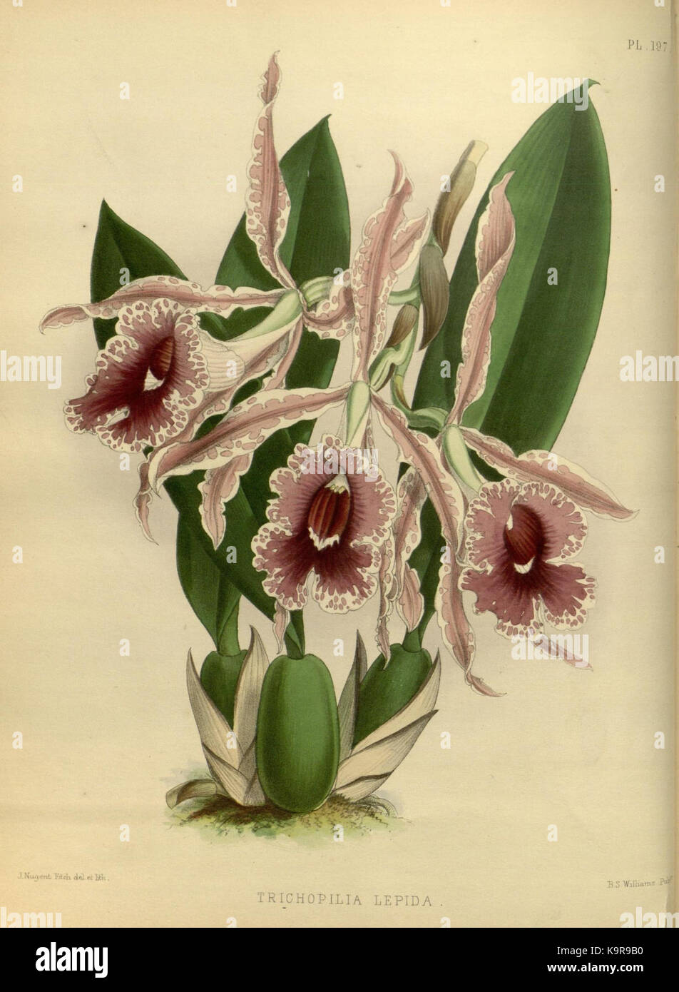 R. Warner & B. SC. Williams l'Orchid Album volume 05 (1886) 197 plaque Banque D'Images