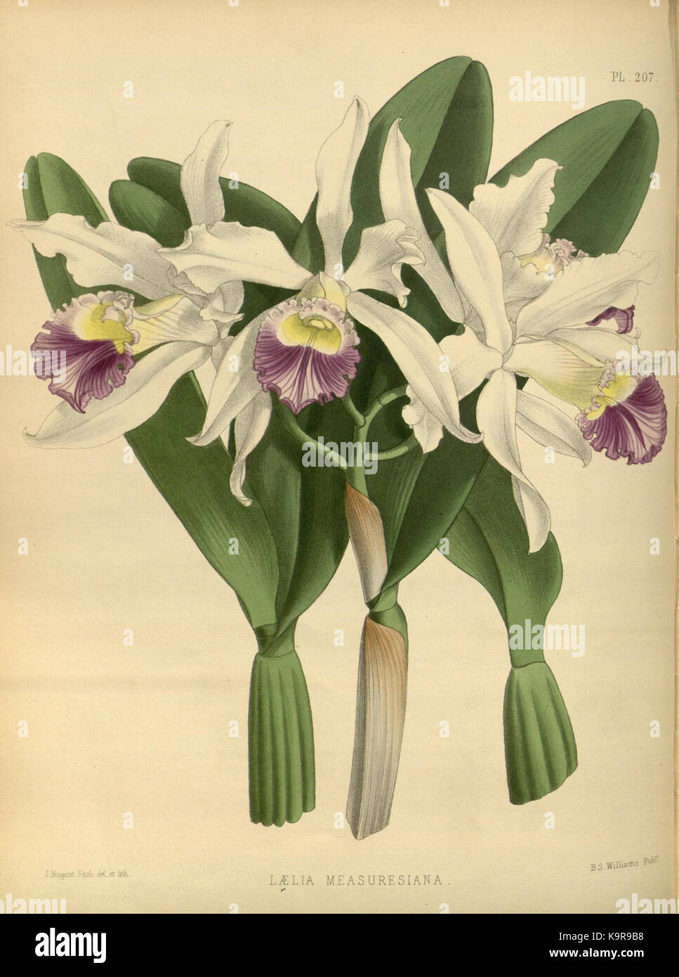 R. Warner & B. SC. Williams l'Orchid Album volume 05 (1886) 207 plaque Banque D'Images