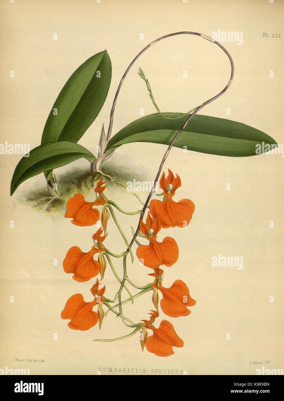 R. Warner & B. SC. Williams l'Orchid Album volume 05 (1886) 233 plaque Banque D'Images