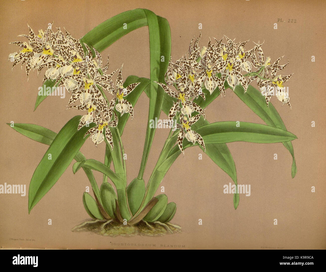 R. Warner & B. SC. Williams l'Orchid Album volume 05 (1886) 222 plaque Banque D'Images