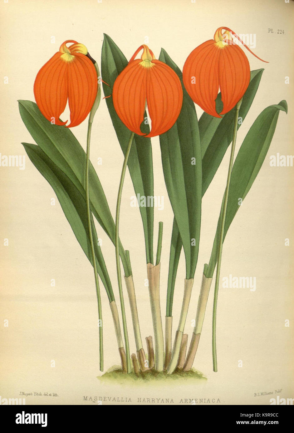 R. Warner & B. SC. Williams l'Orchid Album volume 05 (1886) 224 plaque Banque D'Images