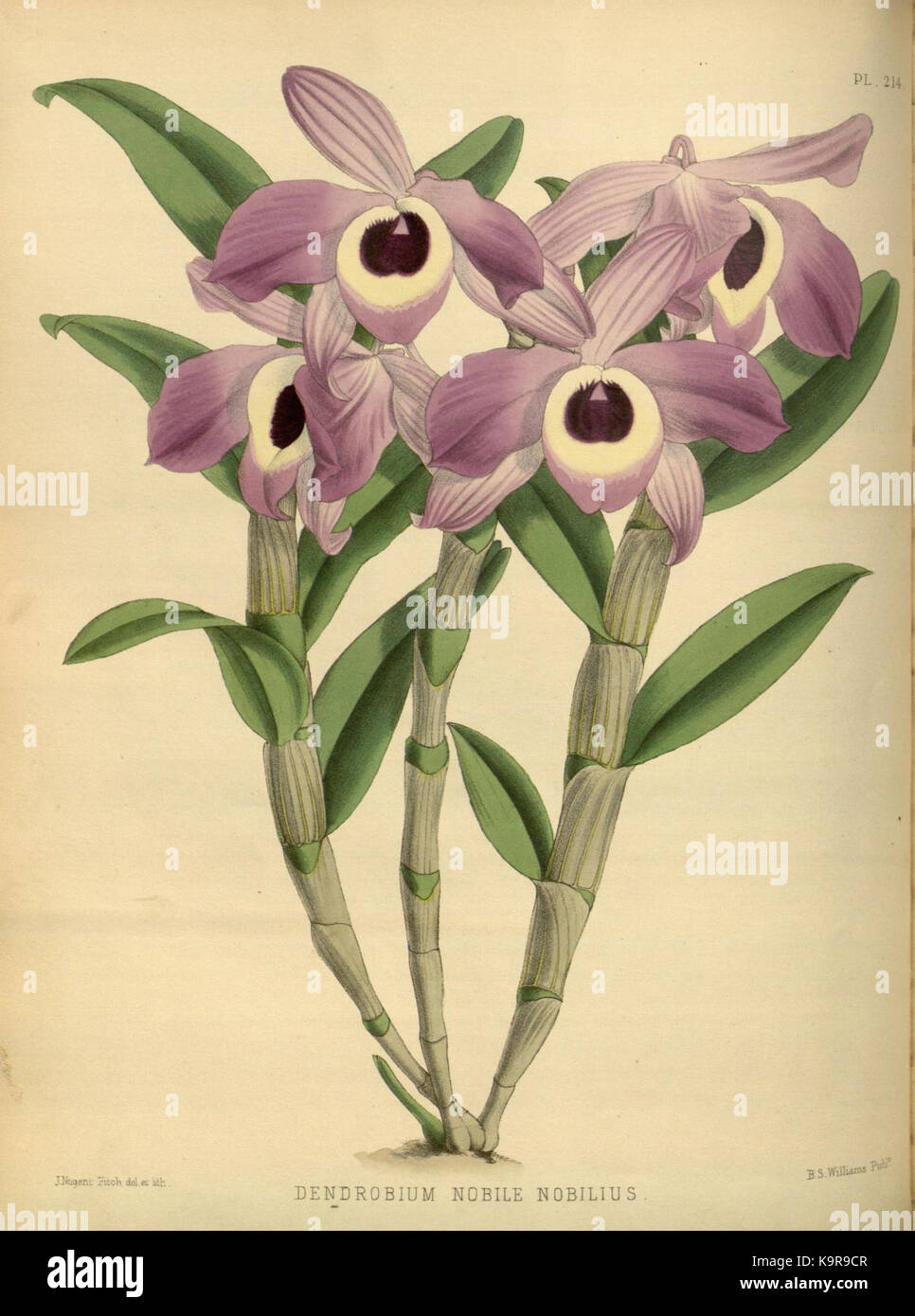 R. Warner & B. SC. Williams l'Orchid Album volume 05 (1886) 214 plaque Banque D'Images