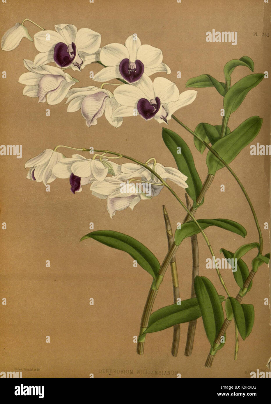 R. Warner & B. SC. Williams l'Orchid Album volume 06 (1887) 252 plaque Banque D'Images