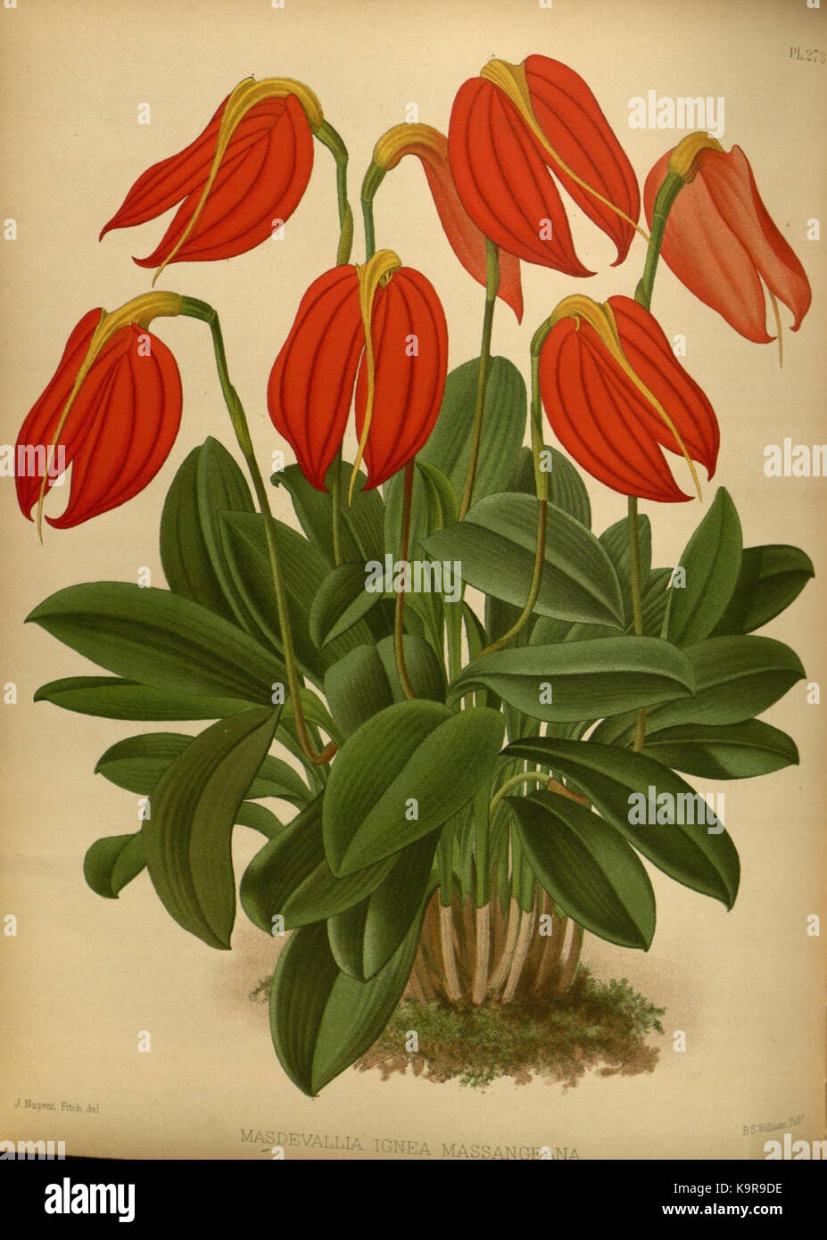 R. Warner & B. SC. Williams l'Orchid Album volume 06 (1887) 273 plaque Banque D'Images