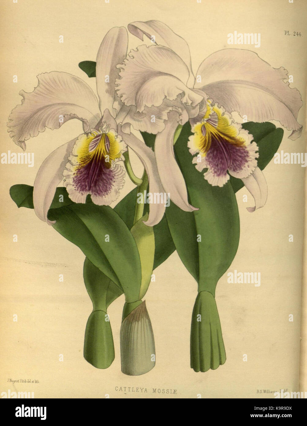 R. Warner & B. SC. Williams l'Orchid Album volume 06 (1887) 246 plaque Banque D'Images