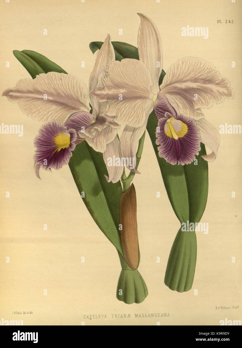 R. Warner & B. SC. Williams l'Orchid Album volume 06 (1887) 242 plaque Banque D'Images