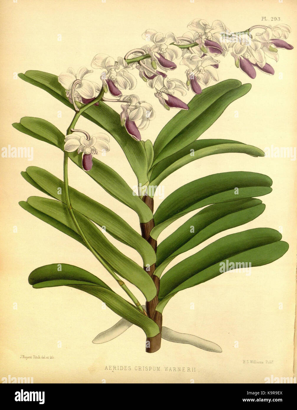 Ce dessin botanique, tiré de *The Orchid album* de R. Warner & B.S. Williams, met en valeur une espèce d’orchidée. Il fait partie d'une série complète de 1888 sur les orchidées, contribuant à la connaissance botanique et à la mise en œuvre Banque D'Images