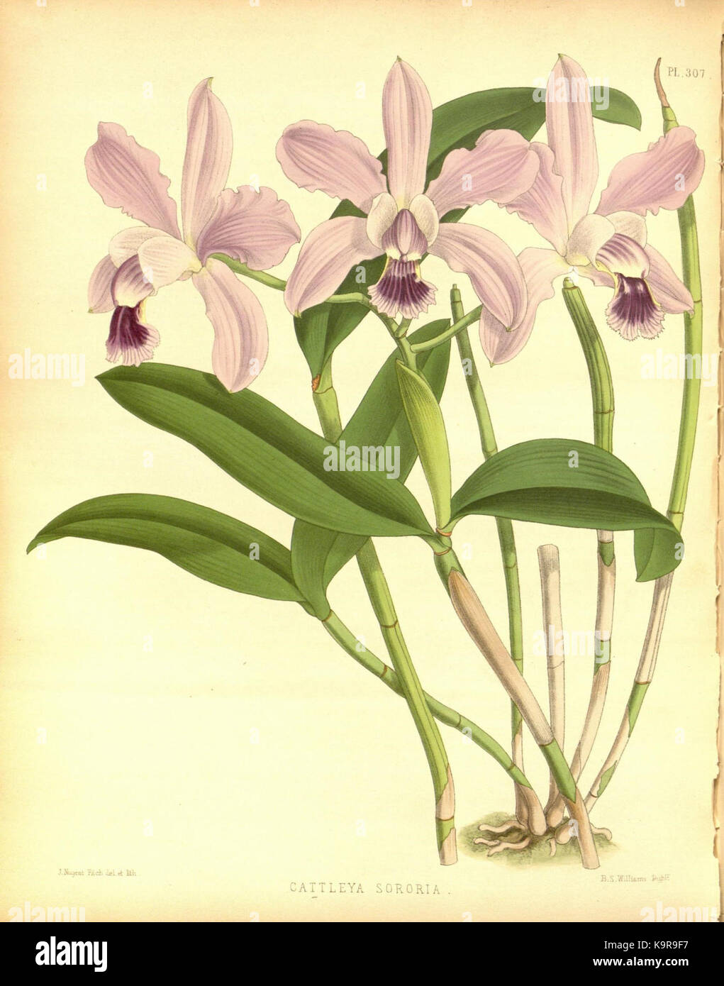 R. Warner & B. SC. Williams l'Orchid Album volume 07 (1888) 307 plaque Banque D'Images
