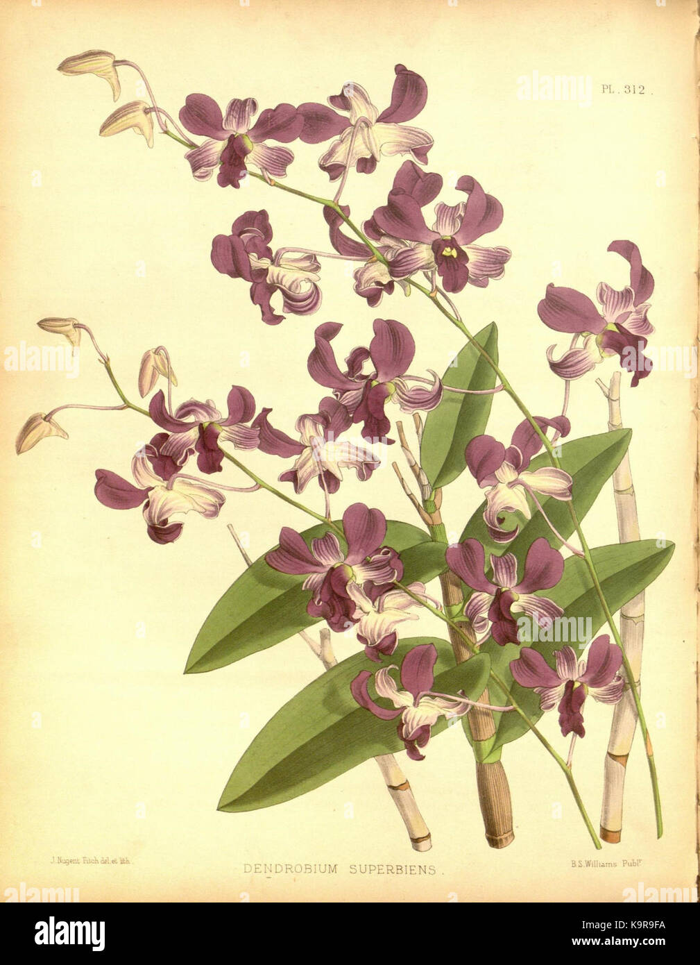 R. Warner & B. SC. Williams l'Orchid Album volume 07 (1888) 312 plaque Banque D'Images