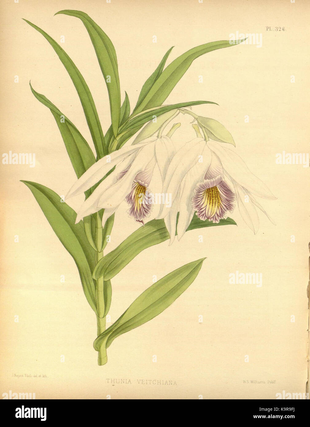 Cette illustration tirée de 'The Orchid album', volume 7, planche 326, présente une représentation botanique détaillée d'une espèce d'orchidée. L'album, créé par R. Warner et B.S. Williams, documente diverses variétés d'orchidées avec précision et compétence artistique. Banque D'Images