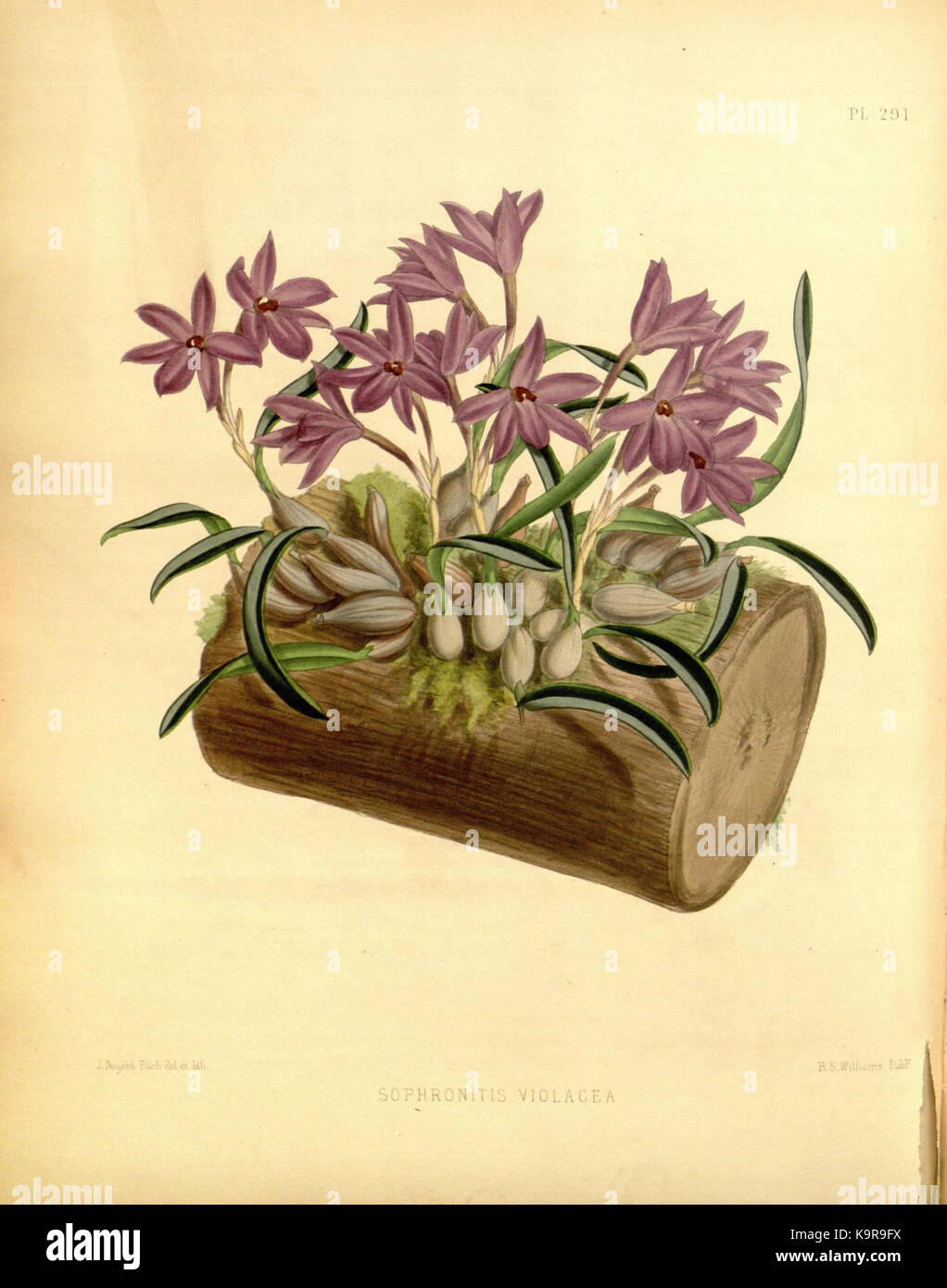 La planche 291 de 'The Orchid album' illustre une espèce d'orchidée, soulignant la beauté délicate et la précision botanique détaillée typiques des illustrations botaniques du XIXe siècle. La pièce a été publiée dans le cadre d'un travail scientifique sur les orchidées. Banque D'Images