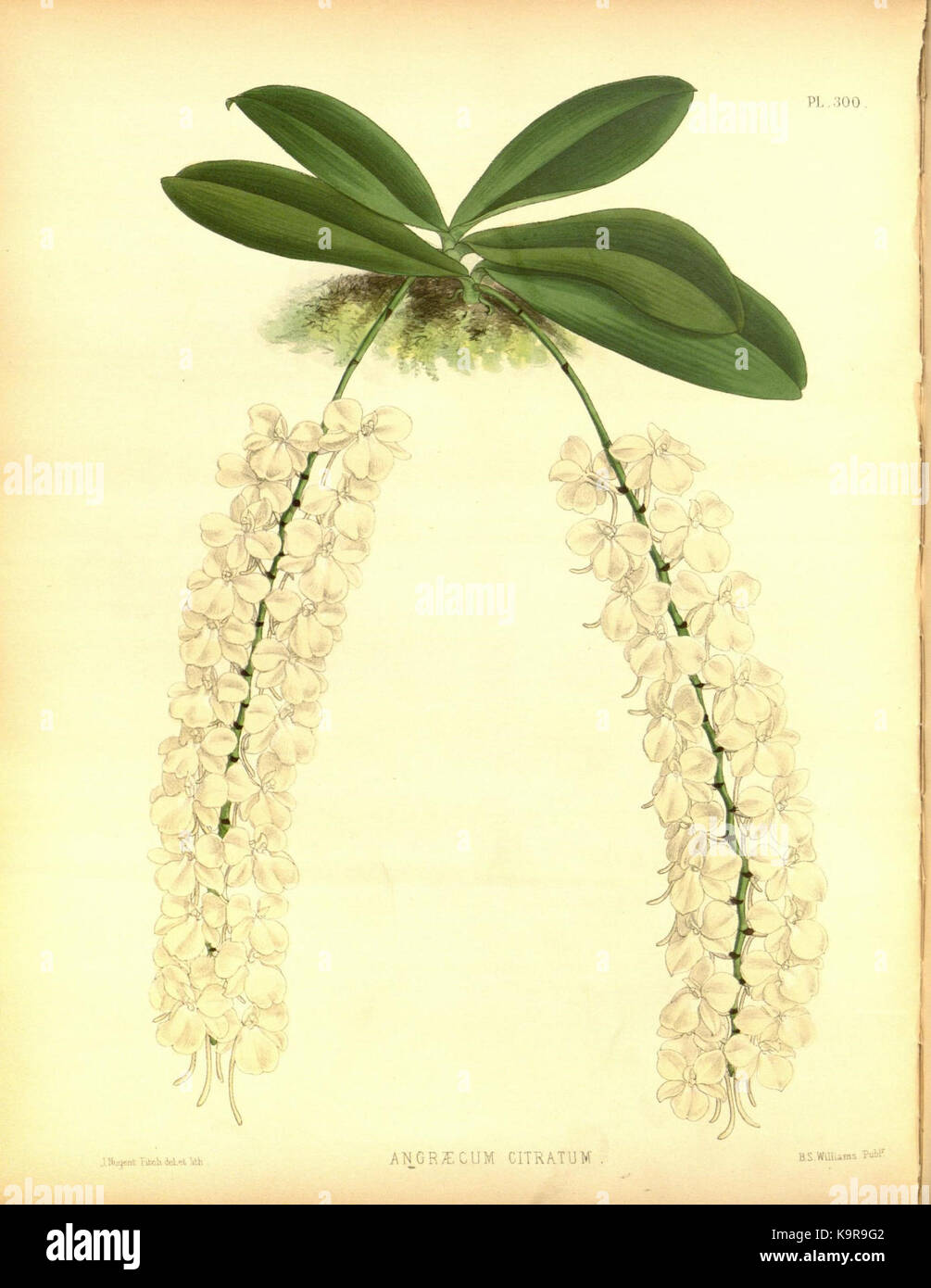 R. Warner & B. SC. Williams l'Orchid Album volume 07 (1888) 300 plaque Banque D'Images