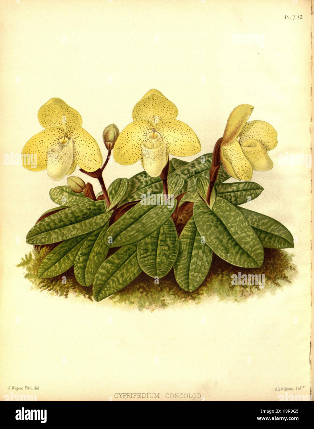 R. Warner & B. SC. Williams l'Orchid Album volume 07 (1888) 302 plaque Banque D'Images