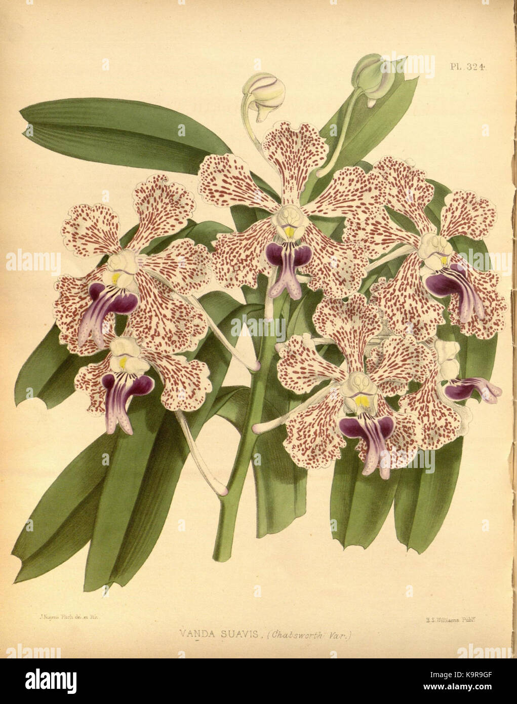 R. Warner & B. SC. Williams l'Orchid Album volume 07 (1888) 324 plaque Banque D'Images