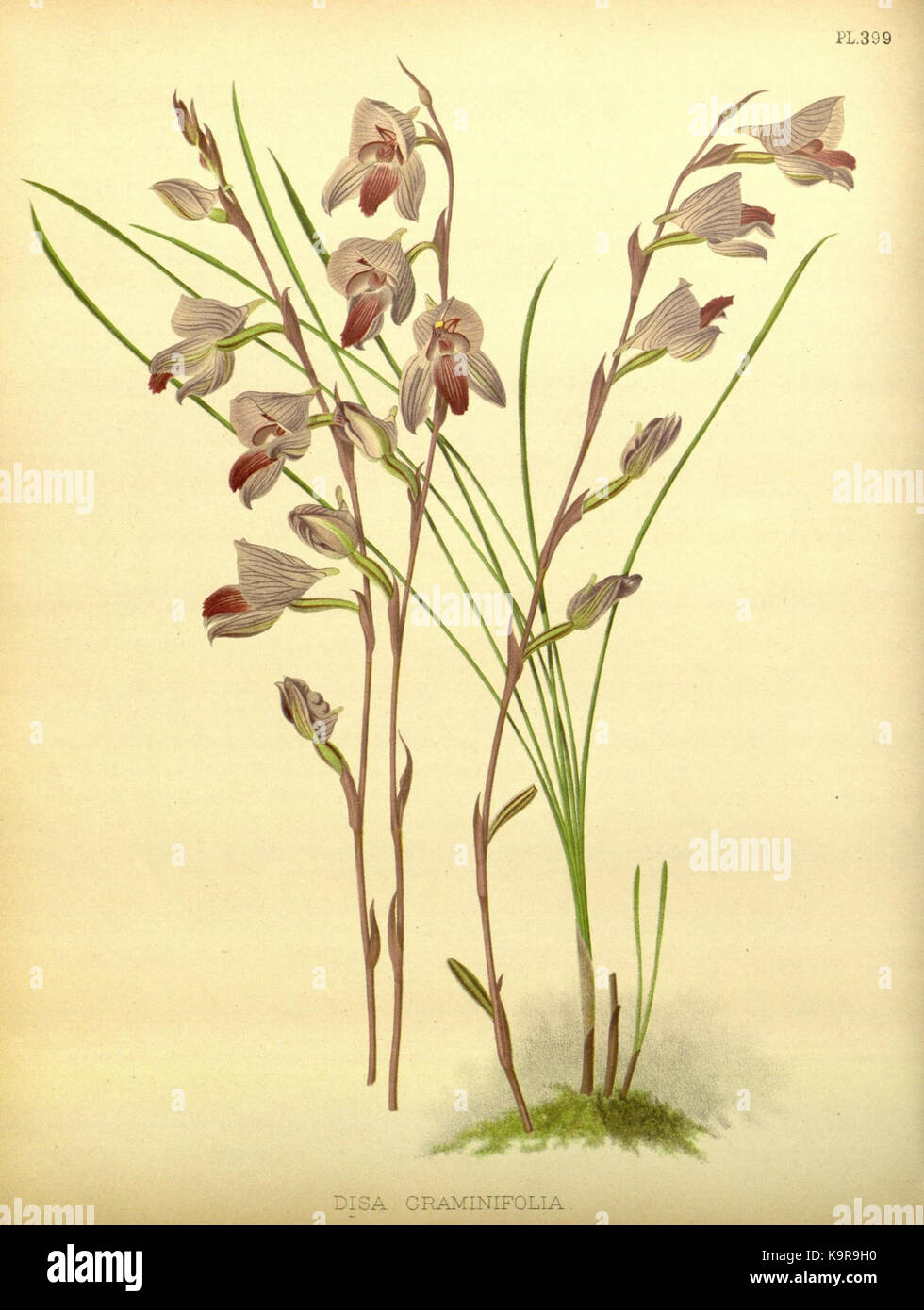 R. Warner & B. SC. Williams l'Orchid Album volume 09 (1891) 399 plaque Banque D'Images