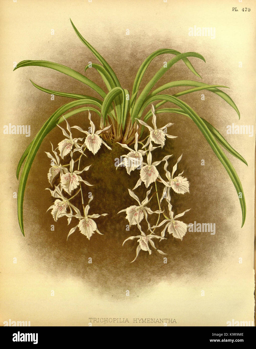 R. Warner & B. SC. Williams l'Orchid Album volume 10 (1893) 479 plaque Banque D'Images