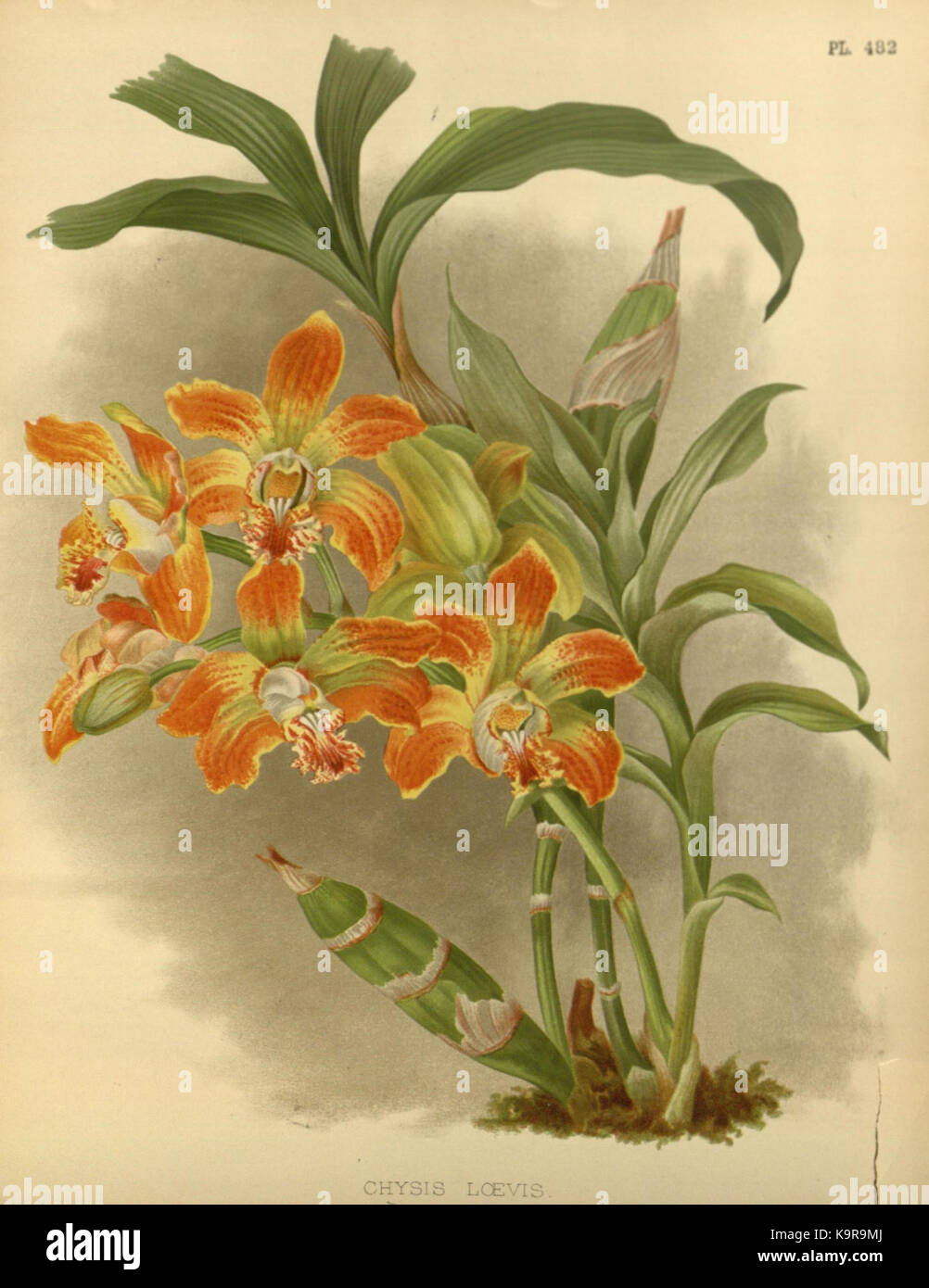 R. Warner & B. SC. Williams l'Orchid Album volume 11 (1897) 482 plaque Banque D'Images