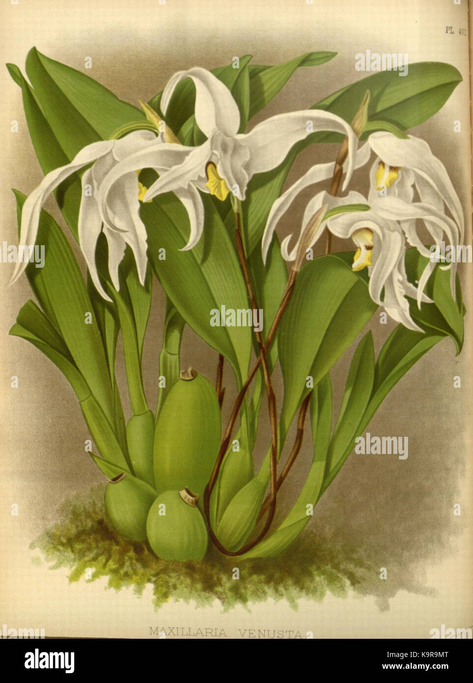L'album Orchid, volume 11, planche 492 de R. Warner & B.S. Williams (1897) présente une illustration détaillée des orchidées, mettant l'accent sur la botanique élargie Il fait partie d'une série botanique, mettant en valeur la diversité des Orchidaceae dans le style artistique de l'époque. Banque D'Images