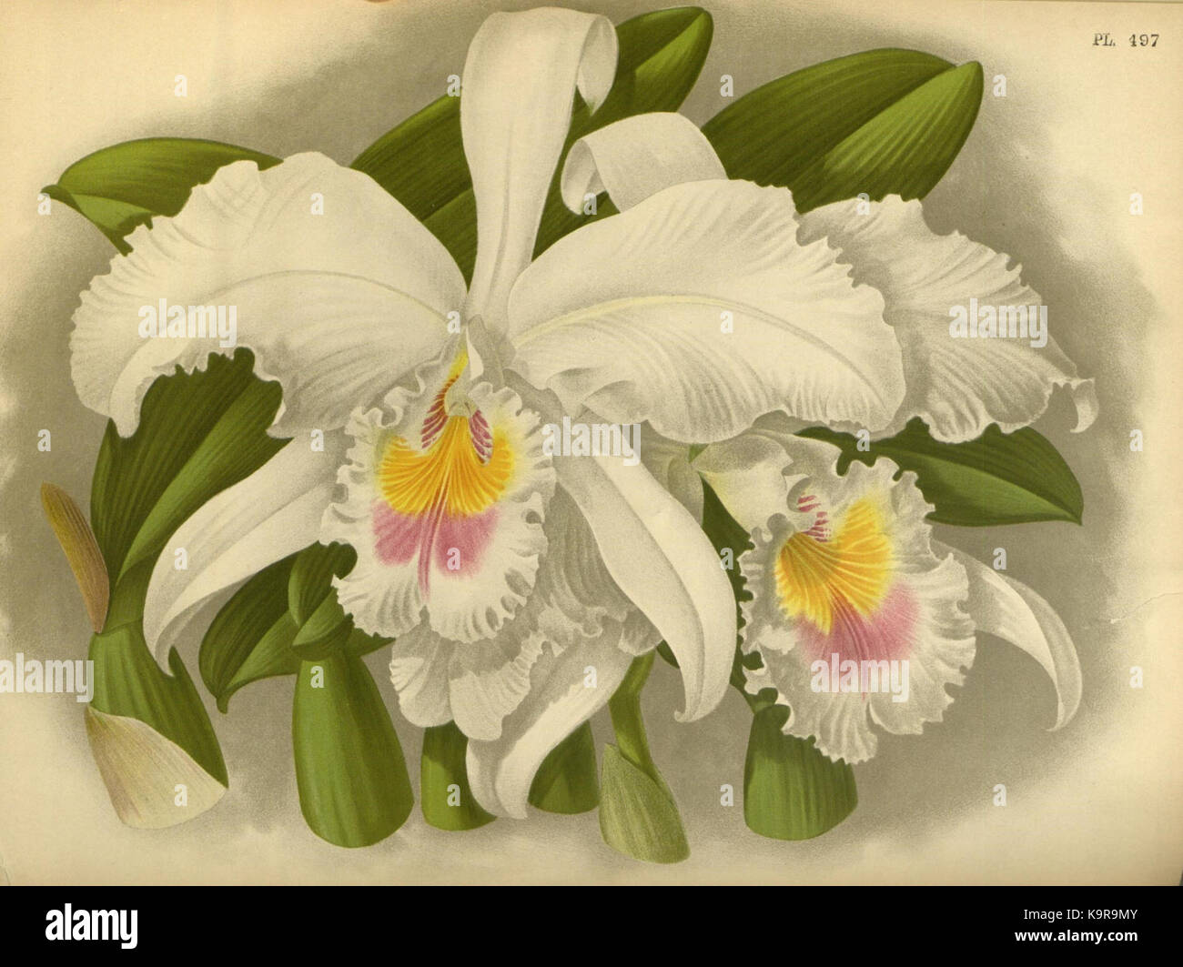 R. Warner & B. SC. Williams l'Orchid Album volume 11 (1897) 497 plaque Banque D'Images