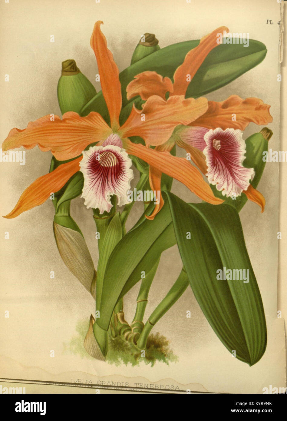 R. Warner & B. SC. Williams l'Orchid Album volume 11 (1897) 487 plaque Banque D'Images