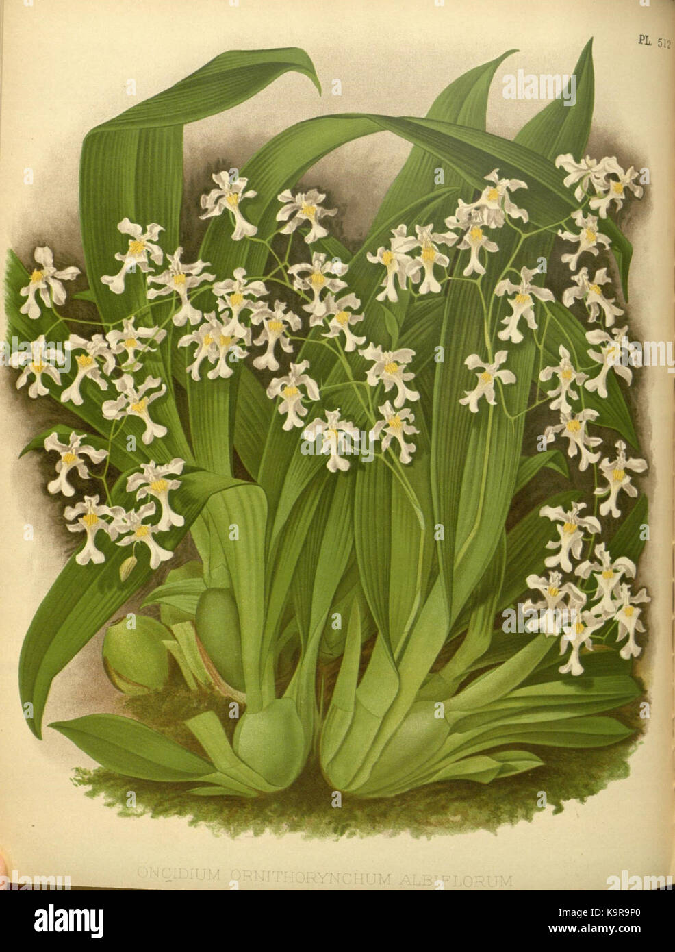 R. Warner & B. SC. Williams l'Orchid Album volume 11 (1897) 512 plaque Banque D'Images