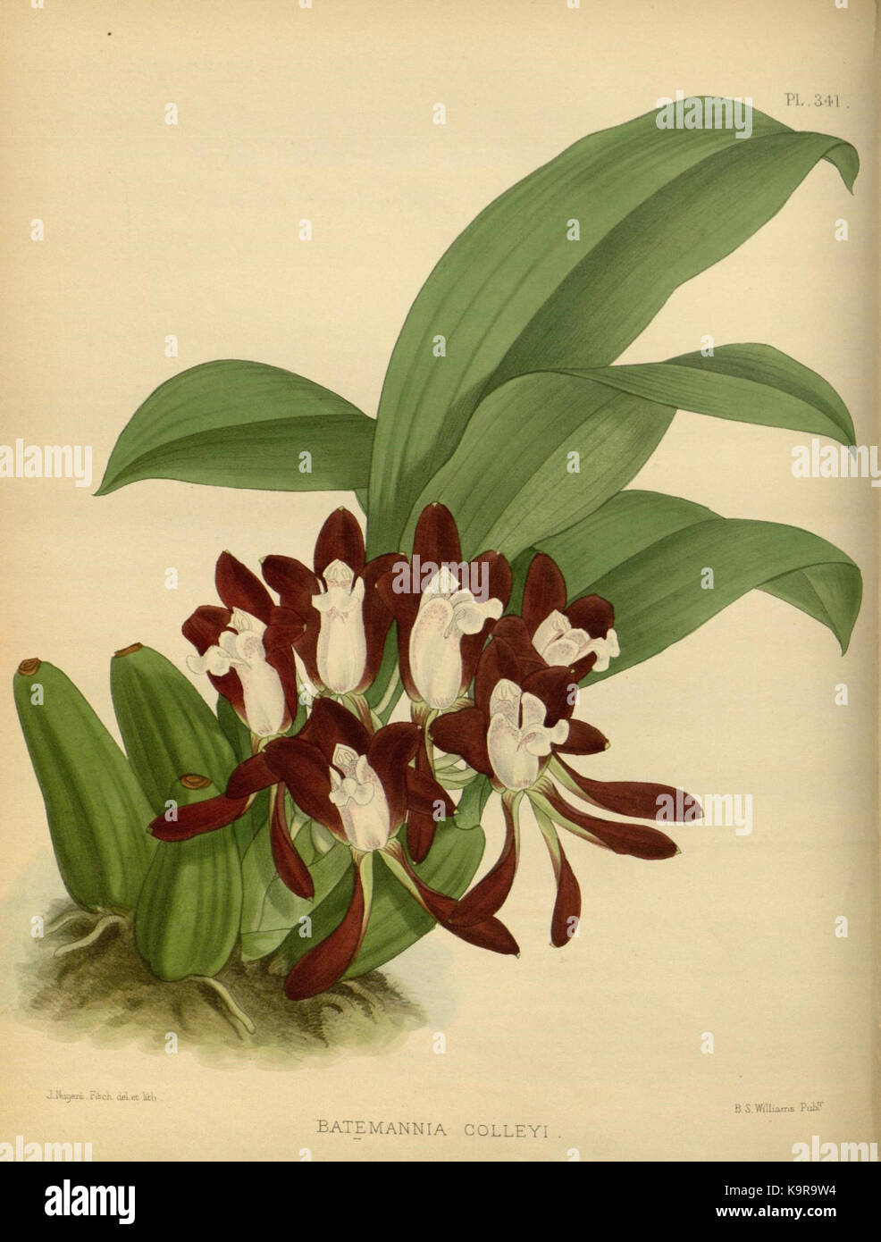 R. Warner & B. SC. Williams l'Orchid Album volume 08 (1889) 341 plaque Banque D'Images