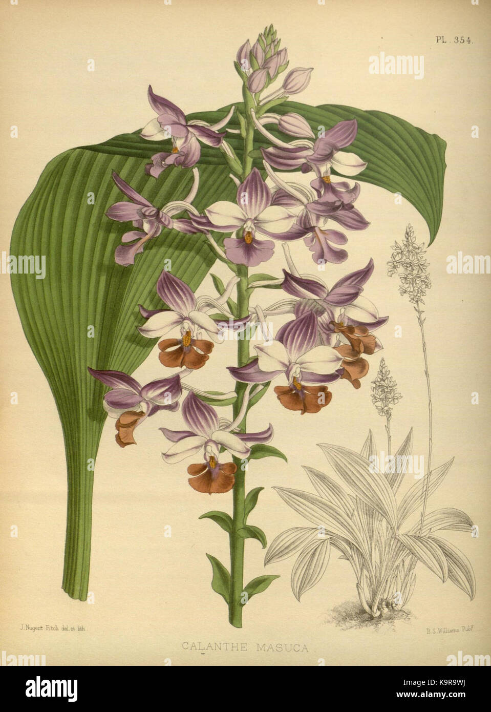 R. Warner & B. SC. Williams l'Orchid Album volume 08 (1889) 354 plaque Banque D'Images