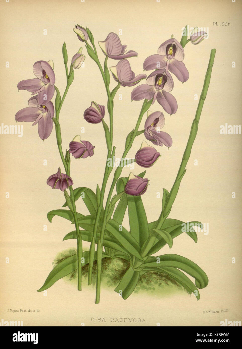 Une illustration tirée de 'The Orchid album', volume 8, planche 356, par R. Warner et B.S. Williams. La plaque représente une illustration botanique détaillée d'une espèce d'orchidée. Banque D'Images