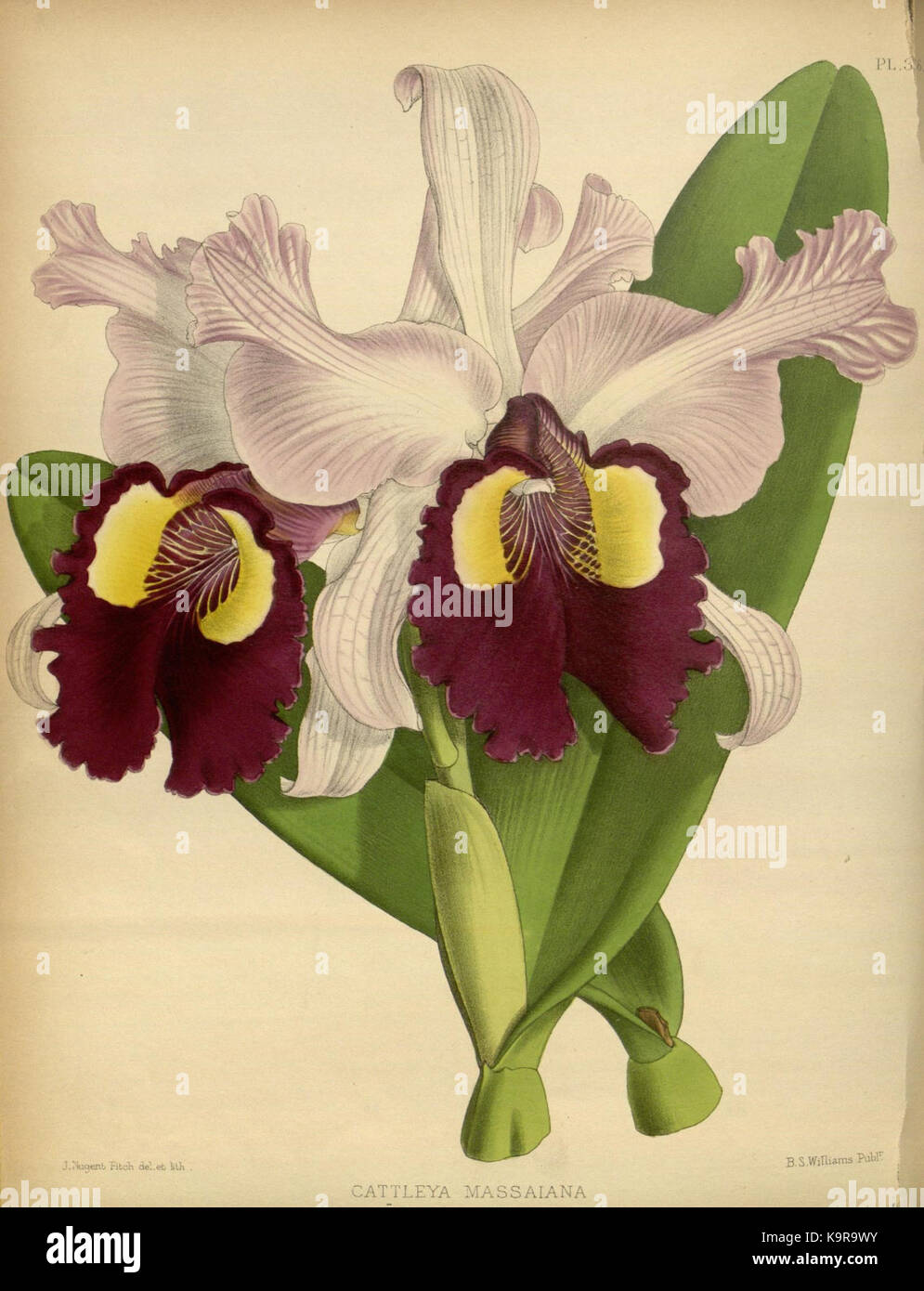 R. Warner & B. SC. Williams l'Orchid Album volume 08 (1889) 362 plaque Banque D'Images