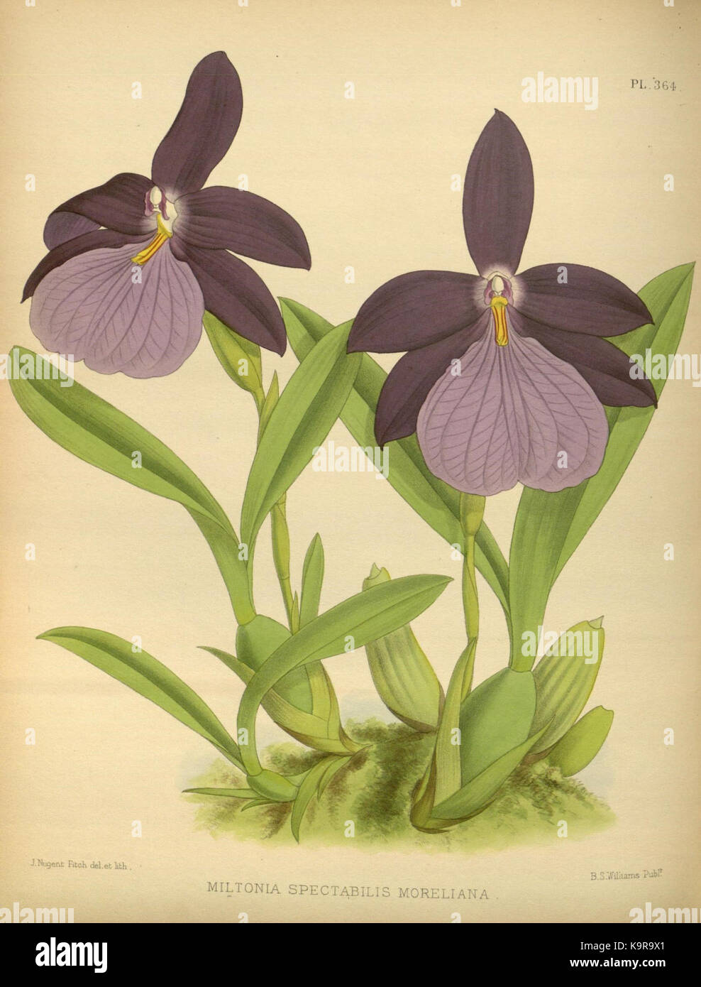 R. Warner & B. SC. Williams l'Orchid Album volume 08 (1889) 364 plaque Banque D'Images