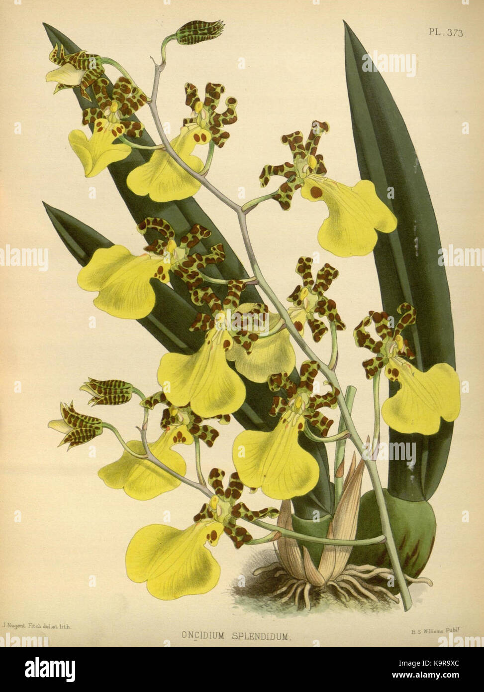 Une illustration botanique historique tirée de 'The Orchid album', volume 8, planche 373, créée par R. Warner et B.S. Williams en 1889, présentant des représentations détaillées d'orchidées de la collection Missouri Botanical Garden. Banque D'Images