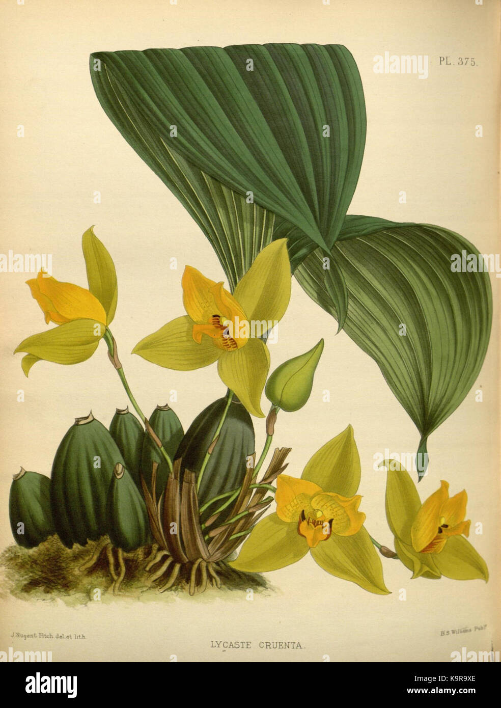 R. Warner & B. SC. Williams l'Orchid Album volume 08 (1889) 375 plaque Banque D'Images