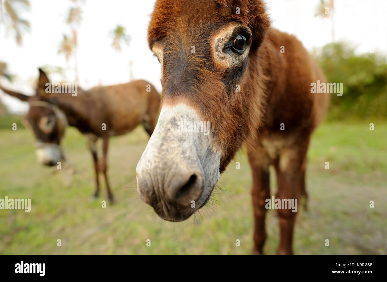 Bébé âne est un mignon bébé timide curieux avec âne grand grand adorable floppy ears à droite à vous. Banque D'Images