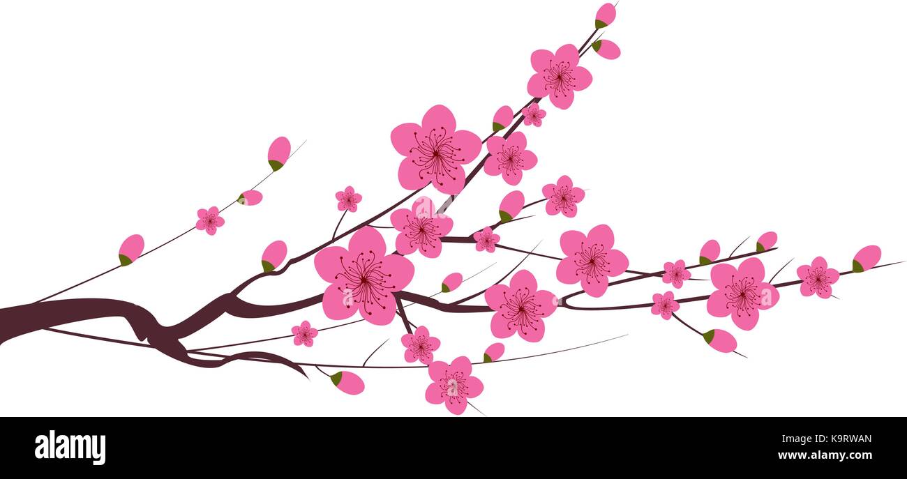 Fleur de prune japonaise Illustration de Vecteur