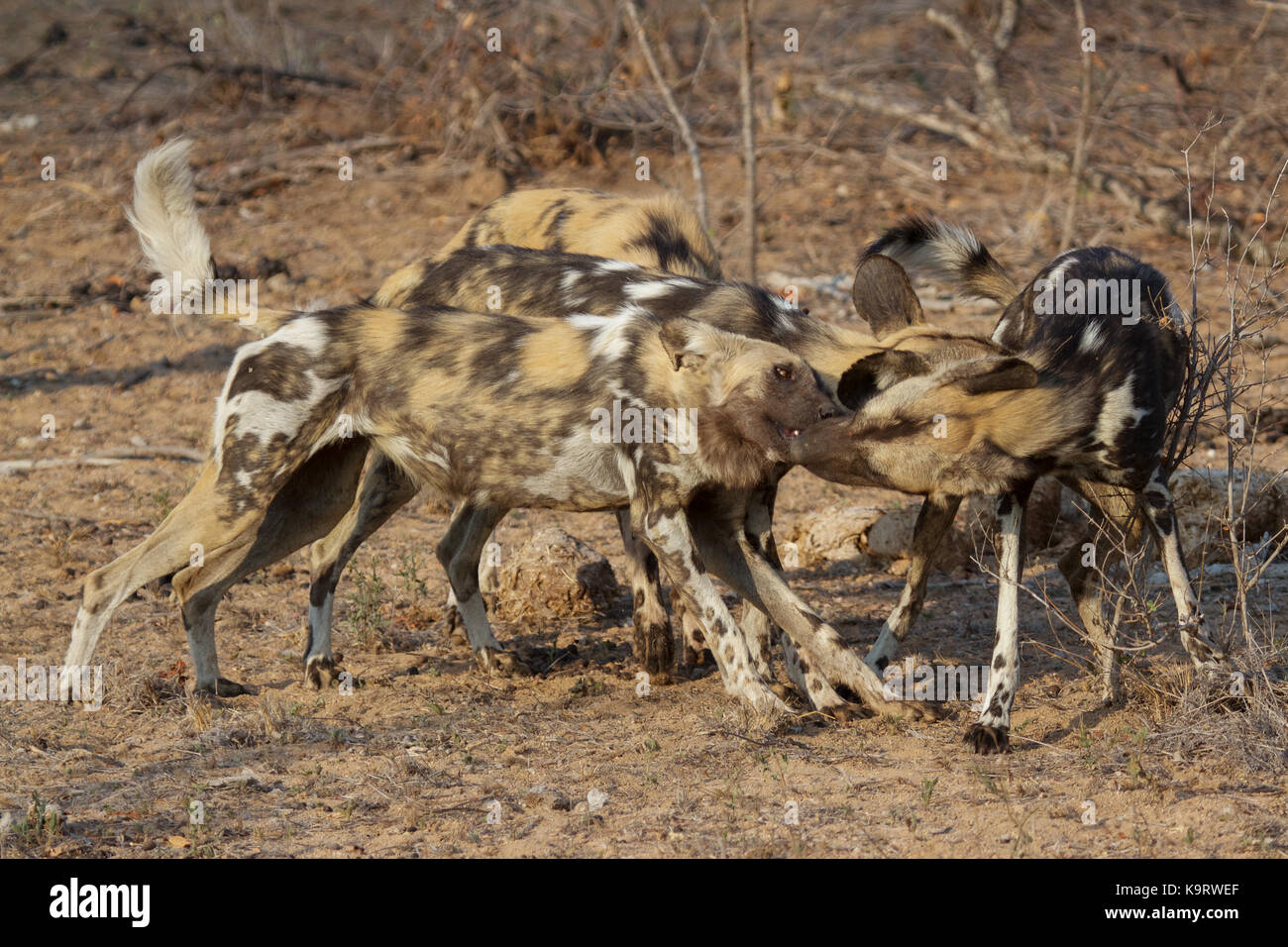 Chien sauvage d'afrique Banque D'Images
