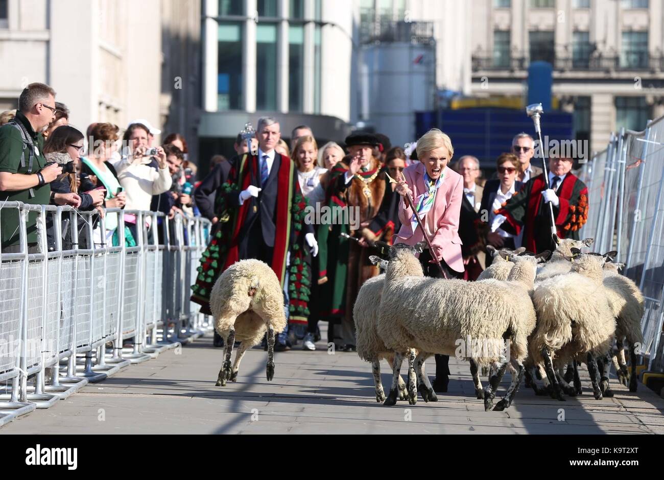 Celebrity baker mary berry est suivie par de nouveaux hommes libres de la ville de Londres, comme elle l'troupeaux ovins sur le pont de Londres pour aider à ouvrir la laine équitable. Banque D'Images