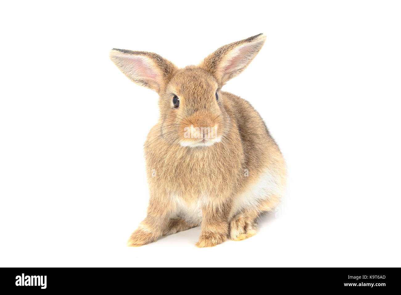 Lapin isolé sur fond blanc Banque D'Images