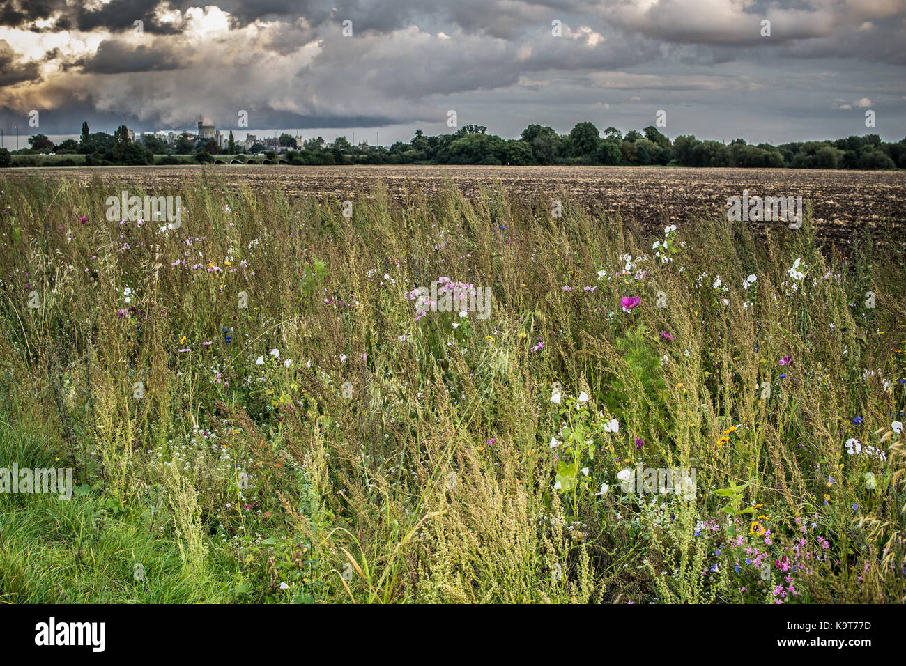 Champ de fleurs sauvages, les marges entre les villes de eton eton et wick, Berkshire, Angleterre. Banque D'Images