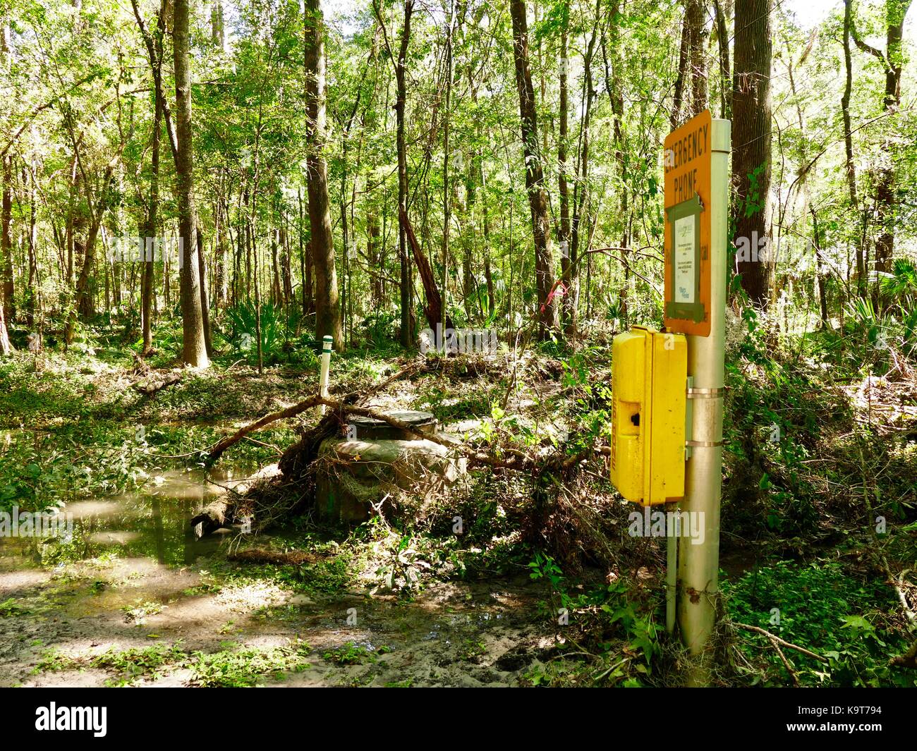 Appel d'urgence fort, fort, le long chemin inondé en milieu de forêt urbaine. Gainesville, Floride, USA. Banque D'Images