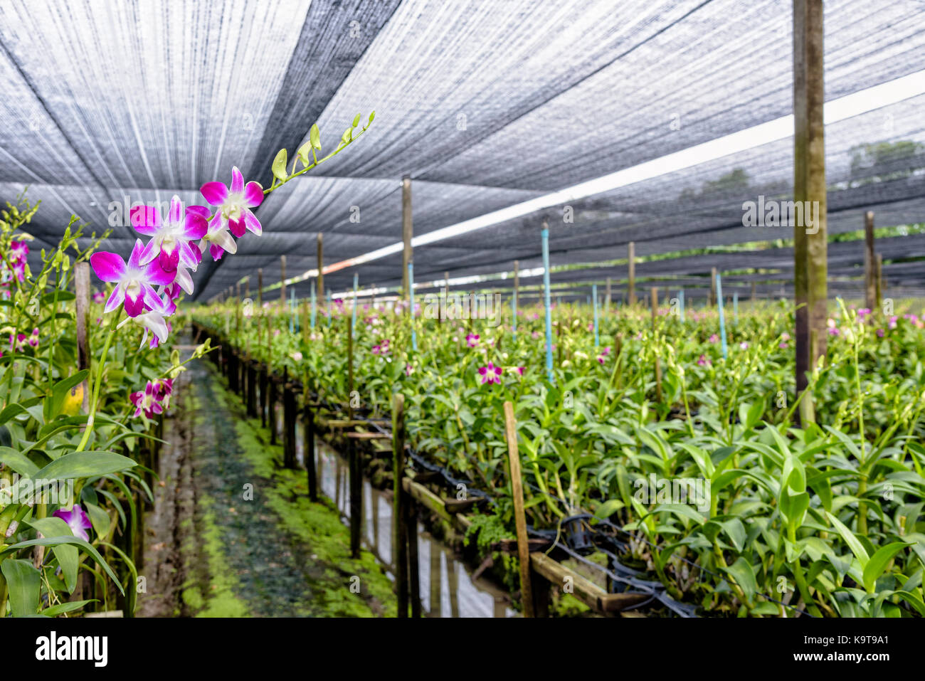 Bouquet de fleurs rose sur la tige d'Orchidée dendrobium en serre. La ferme d'Orchidées est une industrie agricole en Thaïlande. Banque D'Images