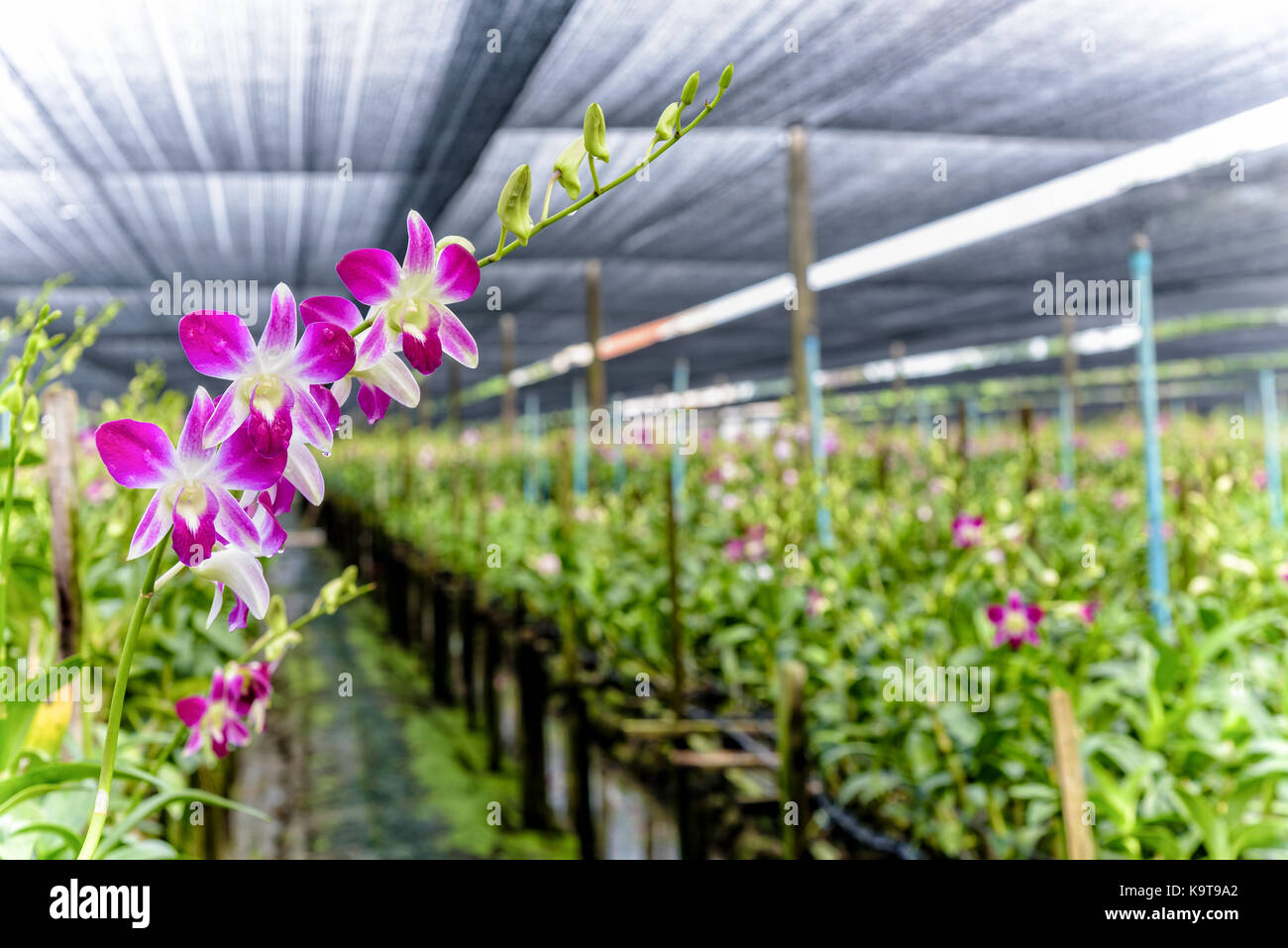 Bouquet de fleurs rose sur la tige d'Orchidée dendrobium en serre. La ferme d'Orchidées est une industrie agricole en Thaïlande. Banque D'Images