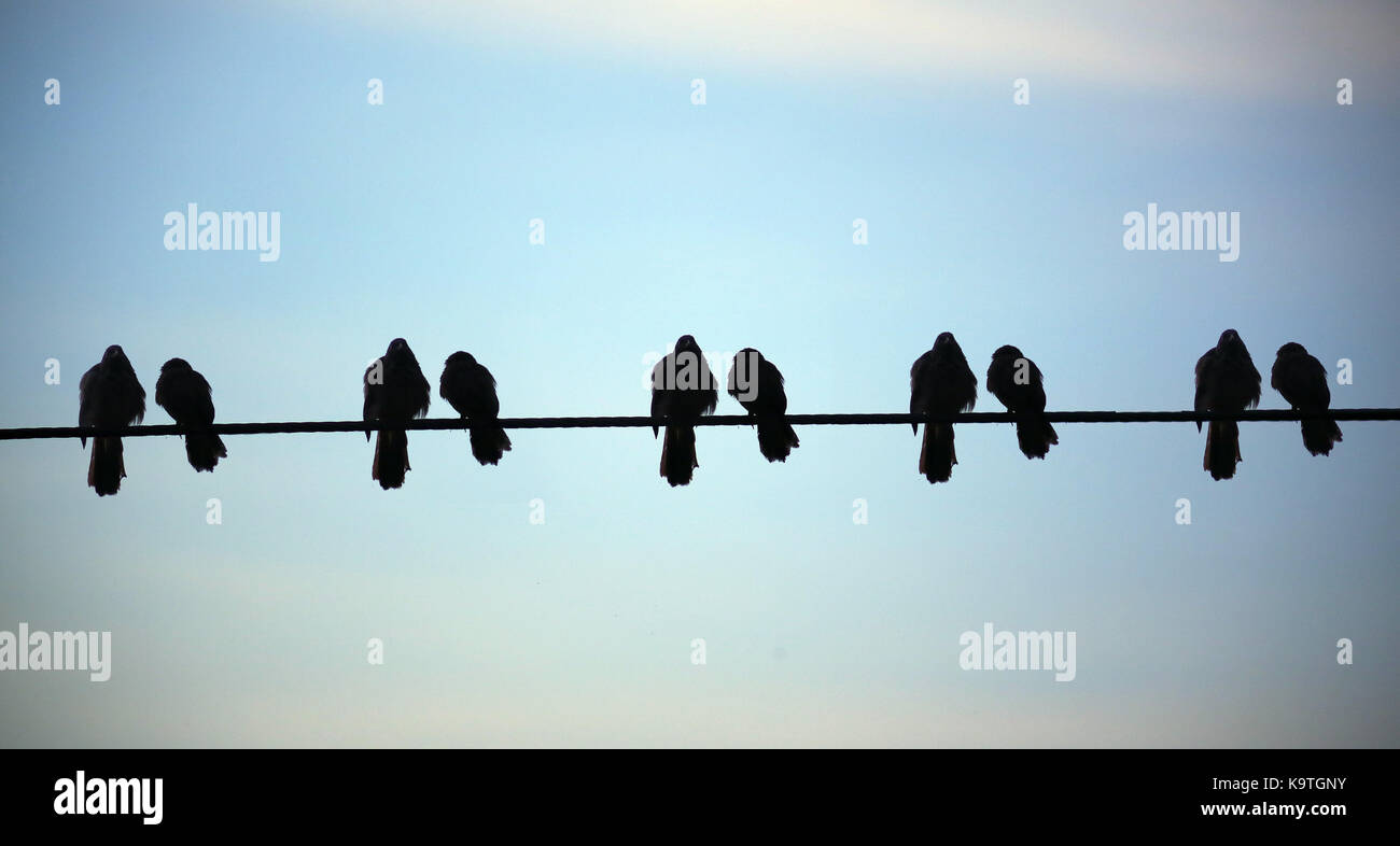 Silhouette Doiseau Sur Le Fil électrique De Câble Sur Fond